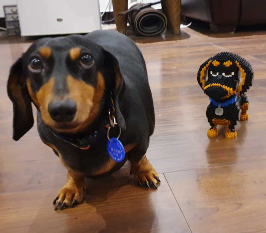 Things You Need To Know About Dachshunds