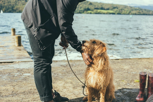 4 Impawssibly Awesome Gifts for Dog Lovers of Any Age