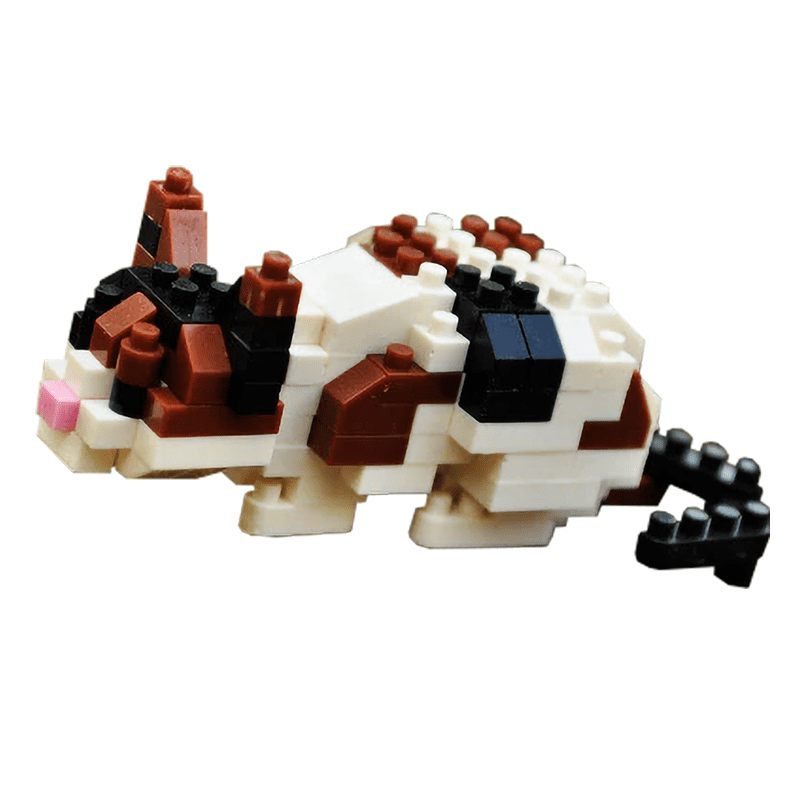 Tiny Playful Calico Cat - Block Center