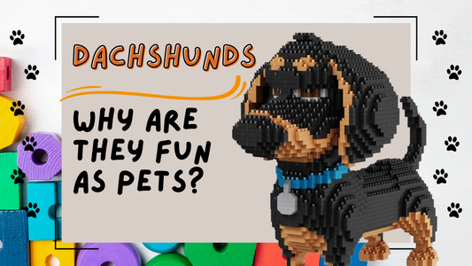 What's with Dachshunds anyway?