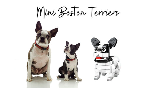 Mini Boston Terriers: Petite Pups, Generous Hearts 🐾❤️